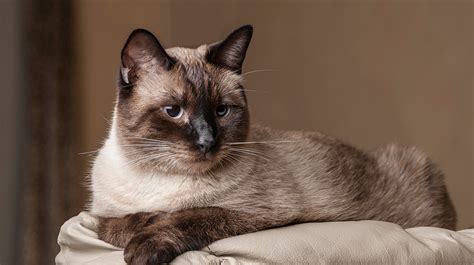 Siamese Cats Pet Health Insurance And Tips