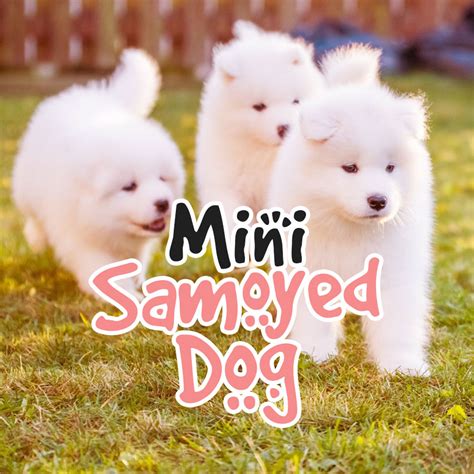 Mini Samoyed Dog Teacup Samoyed Guide Raising Samoyeds