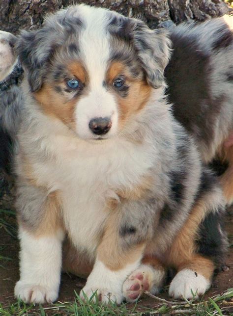 17 Best Images About Blue Heeler Pups On Pinterest