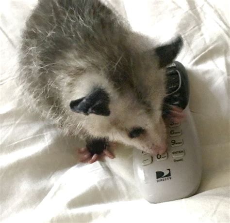 Pin By Lori Hauser On Animal Cuteness Awesome Possum Opossum Cute