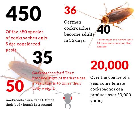 Cockroach Facts Pest Control Pests Cockroaches