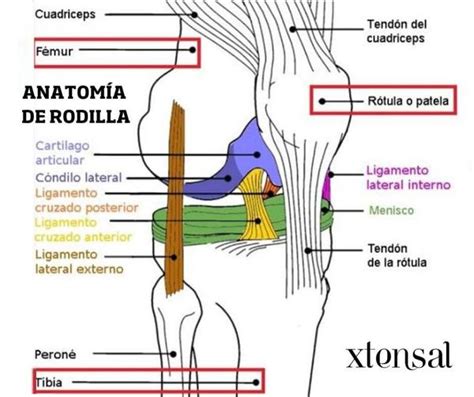 Aprenent Sota El Teix Bat Anatomia Y Fisiologia Del Aparato Locomotor