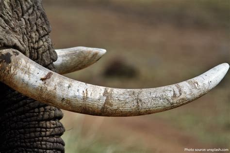 Interesting Facts About Ivory Just Fun Facts