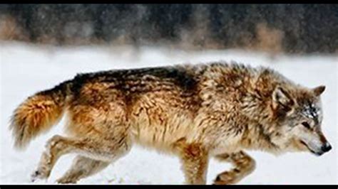 Gray Wolf Returned To Endangered List In Iowa And Illinois