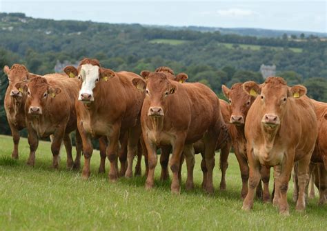 Limousin - Livestockpedia