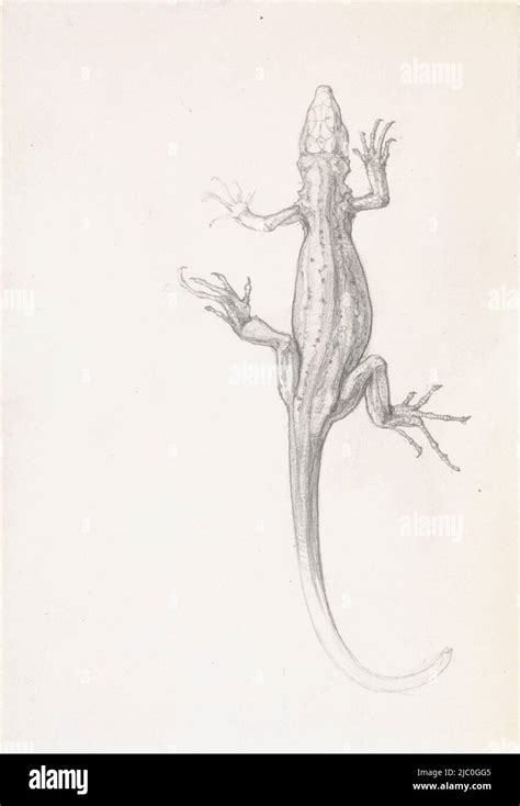 Lizard Draughtsman Julie De Graag 1887 1924 Paper H 176 Mm × W