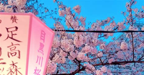 Aesthetic Cherry Blossom Japanese Art Wallpaper Allwallpaper