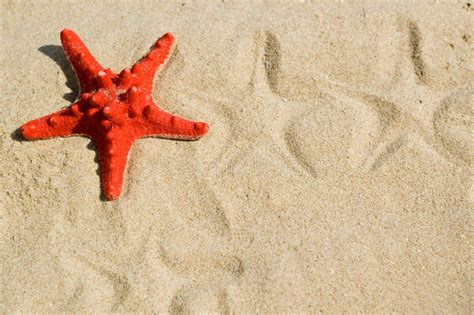 Sea Star On The Sand Stock Image Image Of Starfish Color 5682319