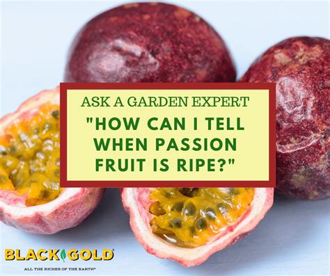 How Can I Tell When Passion Fruit Is Ripe Black Gold