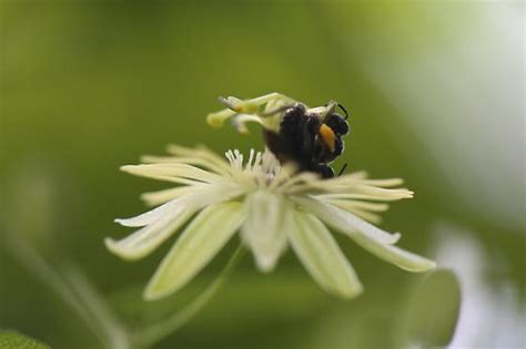 Passion Flower Bee Anthemurgus Passiflorae Bugguidenet