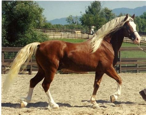 Stunning Welsh Cob Stallion Beautiful Horses Horses Horse Breeds