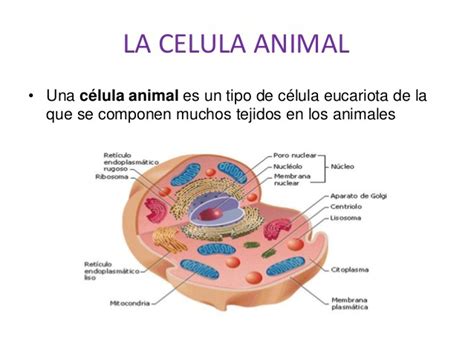 ¿forma De La Celula Animal Brainlylat