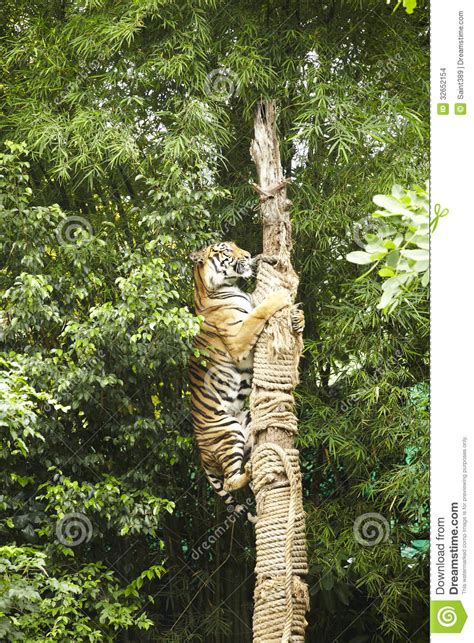Tiger Climbing Tree Stock Images Image 32652154