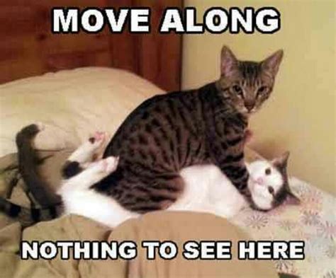 Move Alongnothing To See Here Funny Cat Videos Funny Cats Funny Cat Memes