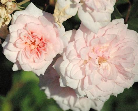 Pale Pink Climbing Roses Flickr Photo Sharing