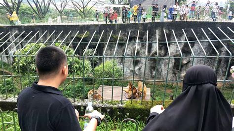 Jalan hafid jalil belakang sdit masyitah no 8, 26181. Daffa family berkunjung ke kebun binatang Bukit Tinggi ...