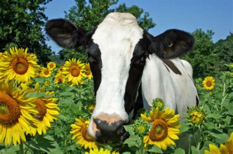 Cute Cow Pictures With Flowers