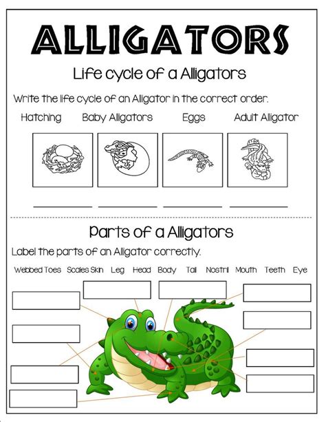 All About Alligators Cycle For Kids Kindergarten Worksheets Free