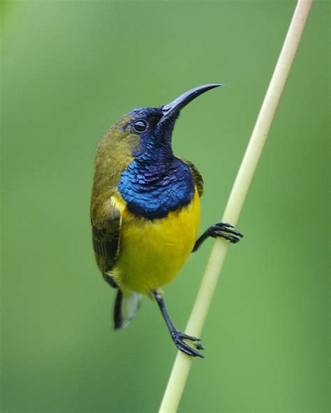 Download and use 10,000+ olive backed sunbird stock photos for free. Olive-backed sunbird - Wikipedia