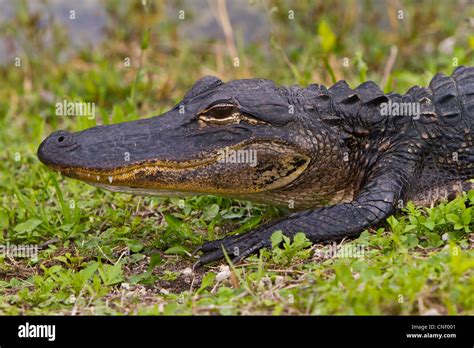 Closeup Of The American Alligator In The Everglades National Park