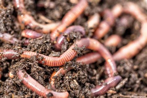 15 Different Types Of Worms Home Stratosphere