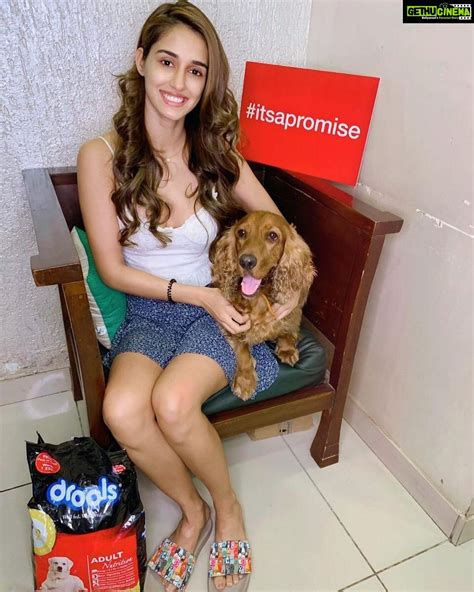 Disha Patani Instagram Itsapromise To T Our Pawed Friends A Safe Diwali 😻🐶 Join Me In