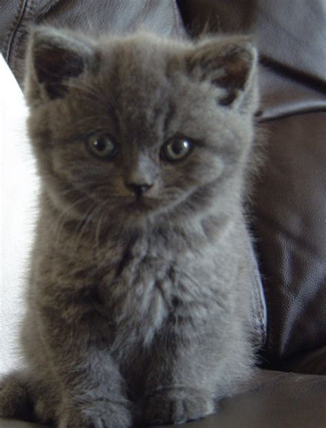 British Shorthair Mix Persian Care About Cats