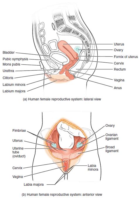 Basic body structure and organization. Anatomy and Physiology of the Female Reproductive System ...