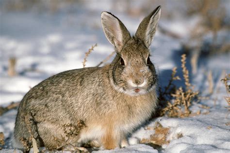 Snow rabbit wallpaper | animals | Wallpaper Better