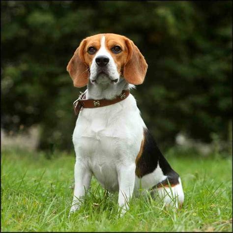 A marine biologist career shows that they conduct research on aquatic life and publicize the findings of their research in both academic and popular articles. Weight Of Beagles | What Things Weigh