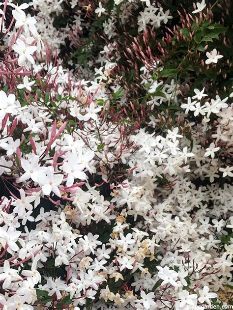 How To Grow Pink Jasmine Vine Jasminum Polyanthum