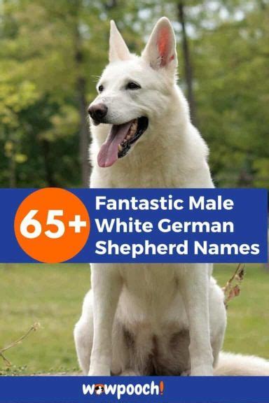 65 Fantastic Male White German Shepherd Names Wowpooch