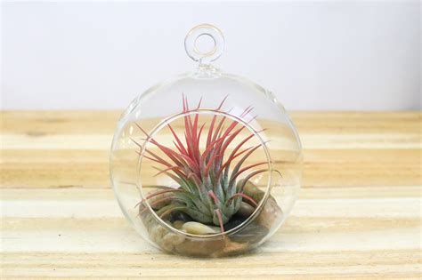 Hanging Glass Air Plant Terrarium With Flat Bottom Includes River St