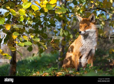 British Or European Red Fox Vulpes Vulpes Crucigera Sitting Under