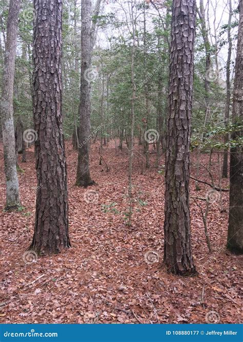 Forest Scenery In The Eastern United States Stock Image Image Of