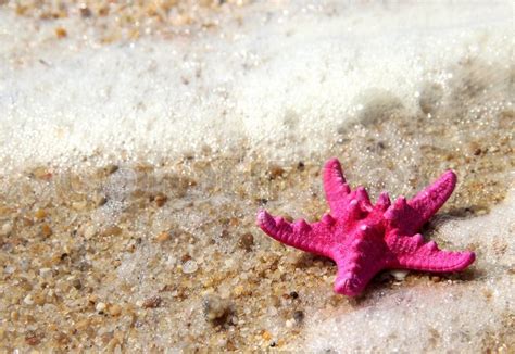 Pink Starfish On The Beach Stock Photo Colourbox