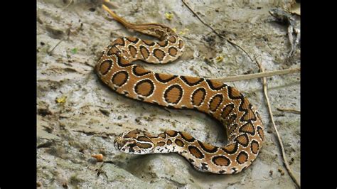 Russells Viper One Of The Most Venomous Snakes Of The World Youtube
