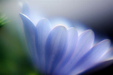 How To Achieve A Soft Focus Dreamy Look Discover Digital Photography
