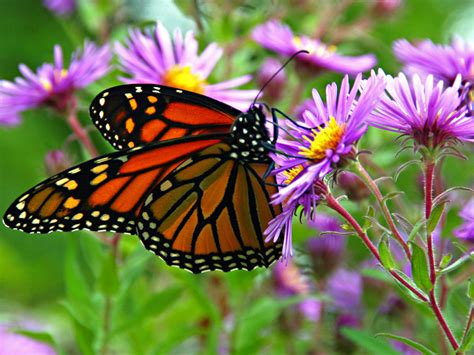 Insect Monarch Butterfly On Purple Flowers Hd Wallpaper 3840x2400