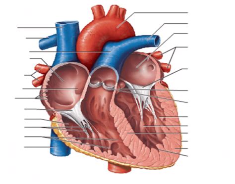 In the aortic and pulmonary areas to the right and left of the sternum, respectively. frontal section of the human heart - PurposeGames
