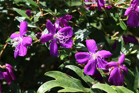 We did not find results for: Free Images : blossom, bloom, botany, blooming, flora ...