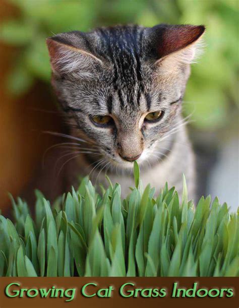 It gives cats a great way to balance their you won't want the grass sitting outside for too long before bringing it inside, for example. Quiet Corner:Growing Cat Grass Indoors - Quiet Corner