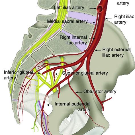 Anatomy And Function Of The Pudendal Nerve Pn Formed By The Roots