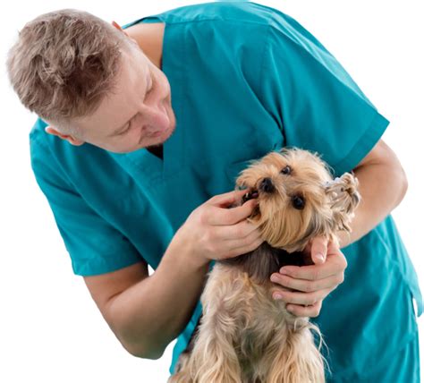 Dental And Surgery Services Midwestern Veterinary Dentistry