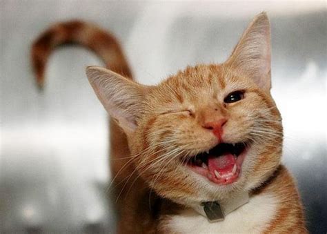 Funny Cats Laughing Cats