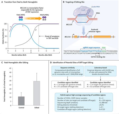 Crispr Cas9 Gene Editing For Sickle Cell Disease And β Thalassemia Nejm