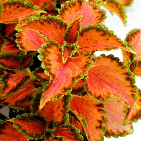 Coleus TERRA NOVA® 'Peach Julep' | TERRA NOVA® Nurseries, Inc.
