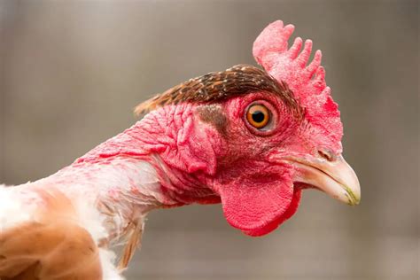 Top 10 Facts You Didn T Know About The Naked Neck Chicken