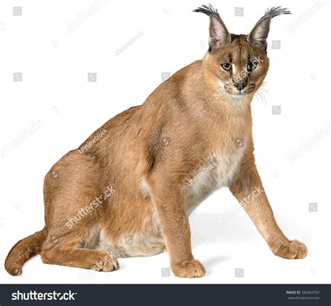 Caracal Sitting Isolated Stock Photo 336453767 Shutterstock