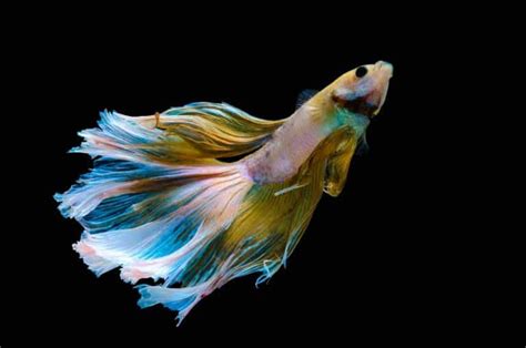 Betta Fish Flaring All You Need To Know Fish Tank Master